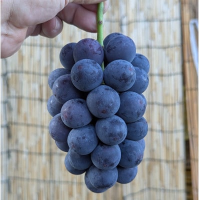 ã2026幎å€çºéãã詊ããµã€ãºçŽ1kgãæ¢
ç°èŸ²åã®çš®ç¡ãå·šå³°ãæ¥å£åå
è¡åä»ãé
éäžå¯å°åïŒé¢å³¶ãã1642883ã