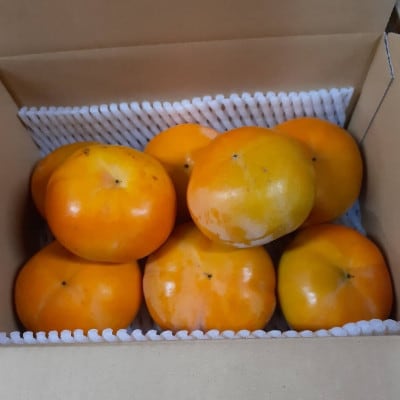 【先行受付】柳フルーツ園の訳あり富有柿 約2kg【1456542】