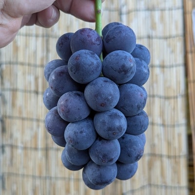 【2026年夏発送】種無し巨峰　約2kg(5房前後)　来季分先行受付【配送不可地域：離島】【1146341】