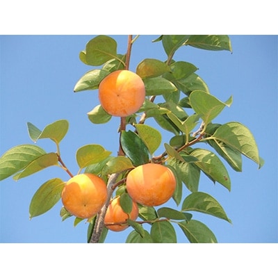 【先行予約:2026年配送】太陽の光をたっぷり浴びた松岡農園の富有柿(3L　12個)【1090792】