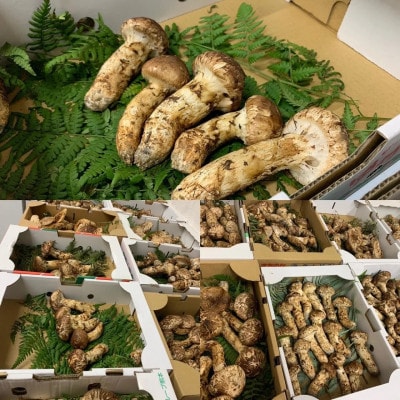 【和歌山産】〜香りそのまま真空パック〜高級・希少 高野松茸　200g(訳有品詰合せ)【配送不可地域：離島・北海道・沖縄県】【1340753】