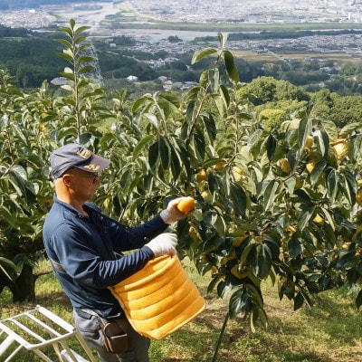 柿【先行予約】たねなし柿(訳あり) 約2kg【2026年9月以降配送】柳フルーツ園【1430462】