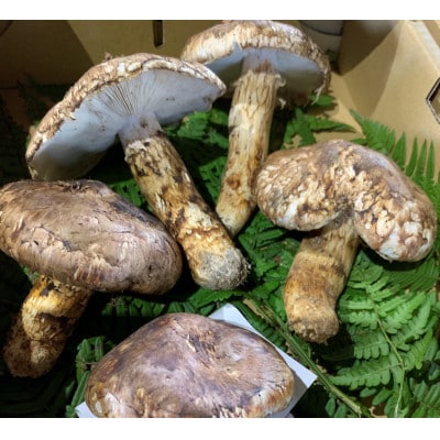 【和歌山産】〜香りそのまま真空パック〜高級・希少高野松茸　300g(福:★)【配送不可地域：離島・北海道・沖縄県】【1340770】