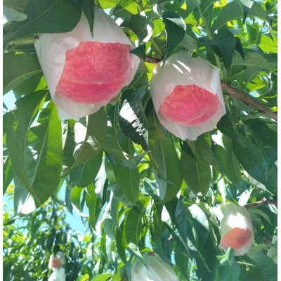 和歌山の桃「さくひめ」計4kg 11個〜13個【配送不可地域：離島】【1639768】