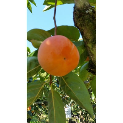 国城観光農園の富有柿9個入り(2Lサイズ)【1087791】