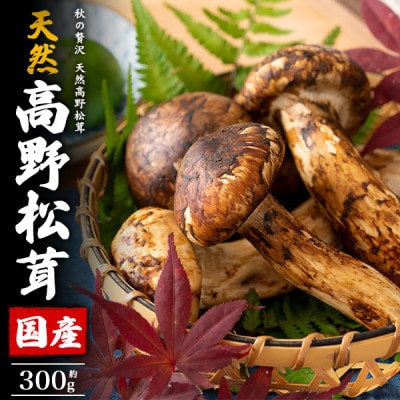国産　天然高野松茸　約300g【配送不可地域：離島・北海道・沖縄県】【1608329】