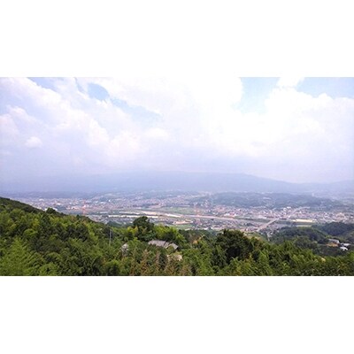 【2026年度発送分】国城観光農園のたねなし柿12個入り(3Lサイズ)【配送不可地域：北海道・沖縄県】【1110574】