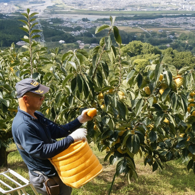 柿【先行予約】 たねなし柿 約10kg　【2026年9月以降配送】柳フルーツ園【1430469】