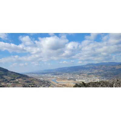 【先行受付】和歌山県産(刀根早生)贈答用3kg【1522422】