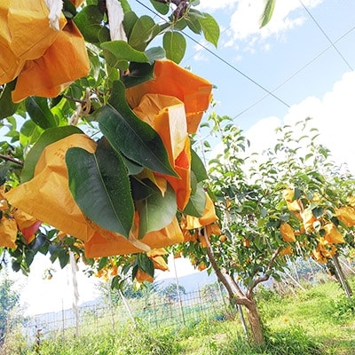 国城観光農園の梨(幸水)8個入り【配送不可地域：離島】【1077103】
