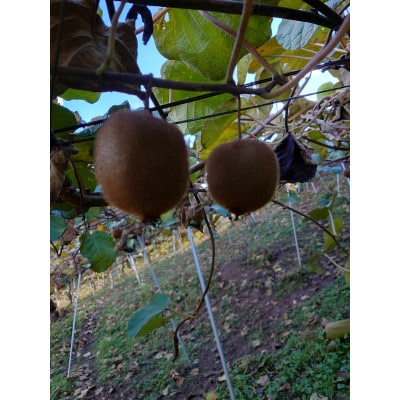 èš³ãããããŠã€ãã«ãŒã(ãã€ã¯ãŒã)ãçŽ3kgã1394616ã