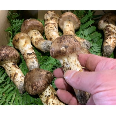 【和歌山産】〜香りそのまま真空パック〜高級・希少高野松茸　300g(福:★)【配送不可地域：離島・北海道・沖縄県】【1340770】