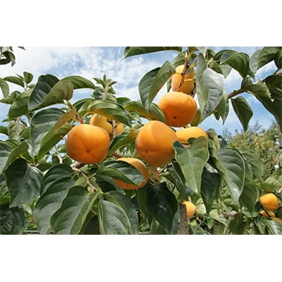 国城観光農園のたねなし柿28〜36個入(L〜3Lサイズ)【1151747】