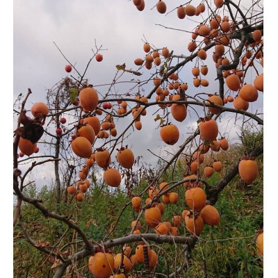 åããæ¿ã»å¹²ãæ¿çšçæžæ¿(è屿¿)23ã35åå
¥ãã1281410ã