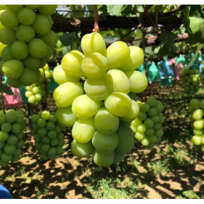 ã2026幎å€çºéãå
è¡åä» æ¬ã®ã·ã£ã€ã³ãã¹ã«ããè©°ãåããçŽ1.8ãã(åæå±±çæ©æ¬åžç£)ãé
éäžå¯å°åïŒé¢å³¶ãã1515363ã