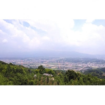 国城観光農園のたねなし柿9個入り(3Lサイズ)【1281559】