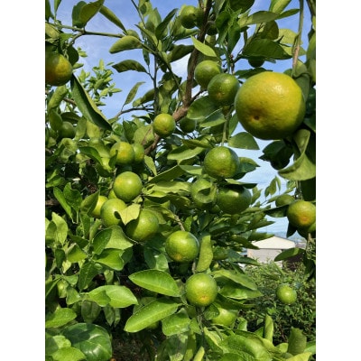 ãå
è¡åä»ãåæå±±çç£æž©å·ã¿ããã5kgãããããåã1549547ã