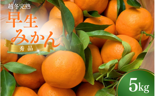 【先行予約】 越冬早生みかん5kg （2026年1月以降順次発送予定） / 早生みかん 早生 ミカン 柑橘 フルーツ 果物 紀州産 和歌山県【tcs007-1】