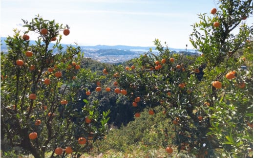 先行予約 紀州田辺産 果汁たっぷりの極早生みかん 10kg（S/M/Lサイズおまかせ） ※9月中旬に順次発送予定【期間限定・8/31まで】 / 和歌山県 ミカン 期間限定 秋 柑橘  フルーツ 果物 紀州産【kjt018】