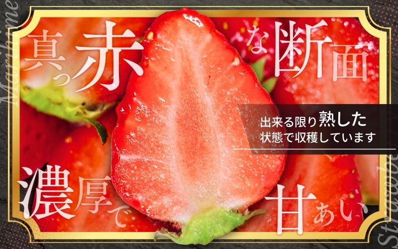 ＼先行予約／ いちご まりひめ 【ご家庭用】 約300g×4パック M～3Lサイズ （サイズ指定不可） 2025年12月頃から順次発送 / いちご まりひめ 和歌山ブランド イチゴ 和歌山 果物 フルーツ 野菜 苺 冷蔵 冬 家庭用 12月配送 1月配送 2月配送 【tcs003】