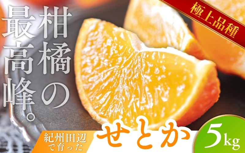 【先行予約】 せとか 5kg （2026年3月以降順次発送） / 柑橘の大トロ 高級 ブランド 希少 品種 和歌山蜜柑 和歌山ミカン 高級みかん 人気みかん みかんランキング 果物 くだもの フルーツ 柑橘 蜜柑 産地直送 国産 和歌山 【tcs009-1】