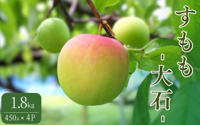 先行予約 すもも（大石）1.8kg ※5月下旬～6月中旬頃に順次発送予定【期間限定・2027/5/31まで】 / スモモ お取り寄せ 期間限定 夏 フルーツ 果物  和歌山県 田辺市【mtm006-2】