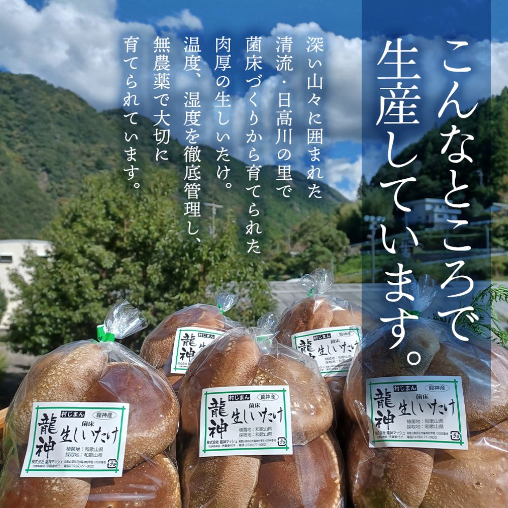 龍神マッシュの生しいたけ３袋セット / 肉厚 無農薬 菌床栽培 きのこ シイタケ 椎茸  和歌山県 田辺市【mas001】