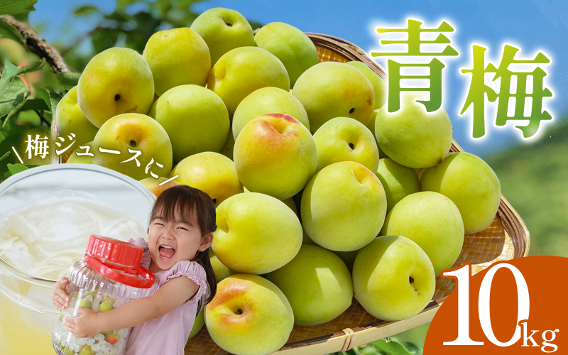 【期間限定・2027/4/30まで】中山農園の南高梅　青梅10kg ※2027年5月下旬から順次発送予定※ / 紀州南高梅 梅シロップ 梅ジュース 梅酒 和歌山県 【nak019】