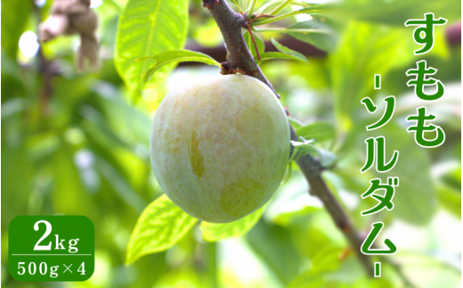 先行予約 すもも（ソルダム）2kg ※6月中旬～7月中旬頃に順次発送予定【期間限定・数量限定・2027/6/20まで】 / スモモ お取り寄せ 期間限定 夏 フルーツ 果物 和歌山県 田辺市【mtm005-1】