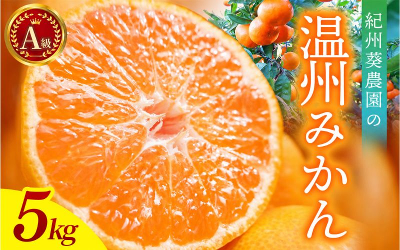 ＼先行予約／  A級 温州みかん　5kg（2S～ｌサイズ混合）【2026年11月上中旬頃より順次発送】 / 温州ミカン ミカン カンキツ オレンジ 和歌山 田辺市 紀州 くだもの 柑橘 フルーツ 【aoi023-1】