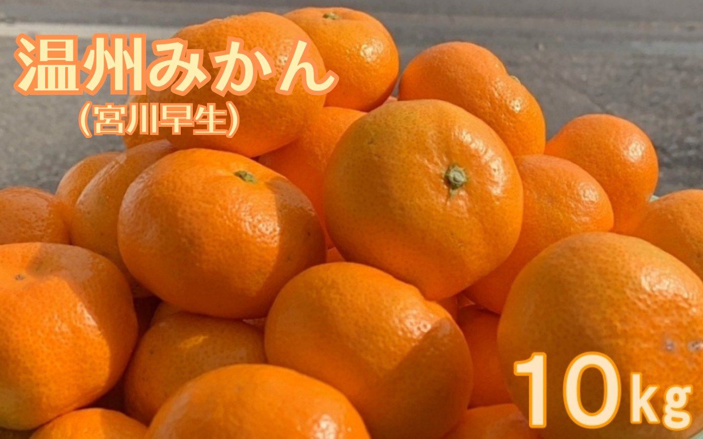 【期間限定・2024/12/5まで】宮川早生みかん10kg  / 和歌山県 温州みかん ミカン フルーツ 果物 柑橘 田辺市【ike004-1】