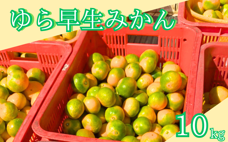 【期間限定・2024年10月末まで】ゆら早生みかん10kg  / 和歌山県 温州みかん ミカン フルーツ 果物 柑橘 田辺市【ike013】