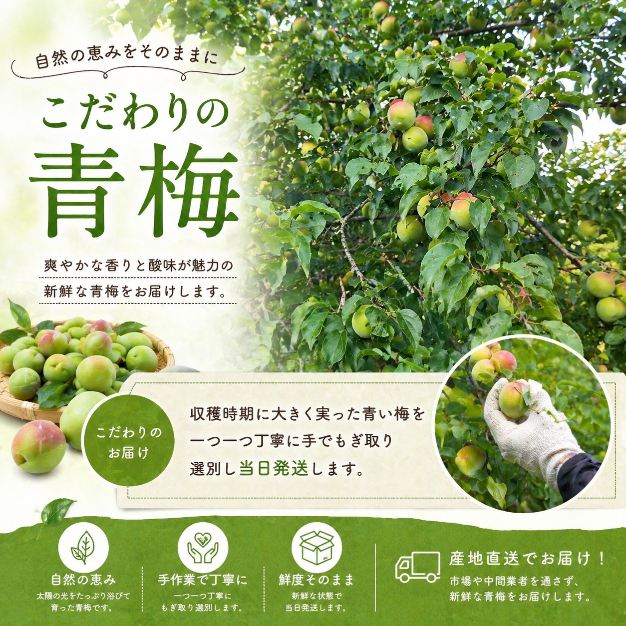 【期間限定・2026/6/10まで】 紀州南高梅 青梅 2kg※2026年6月中下旬から順次発送予定※ / 紀州南高梅 梅シロップ 梅ジュース 梅酒 和歌山県 【khn004】