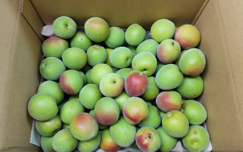 【期間限定・2026/6/10まで】 紀州南高梅 青梅 2kg※2026年6月中下旬から順次発送予定※ / 紀州南高梅 梅シロップ 梅ジュース 梅酒 和歌山県 【khn004】