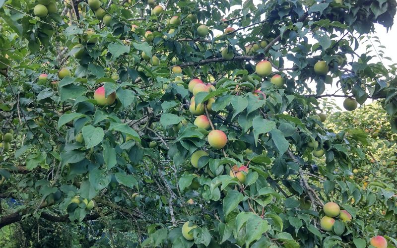 【期間限定・2026/6/10まで】 紀州南高梅 青梅 2kg※2026年6月中下旬から順次発送予定※ / 紀州南高梅 梅シロップ 梅ジュース 梅酒 和歌山県 【khn004】