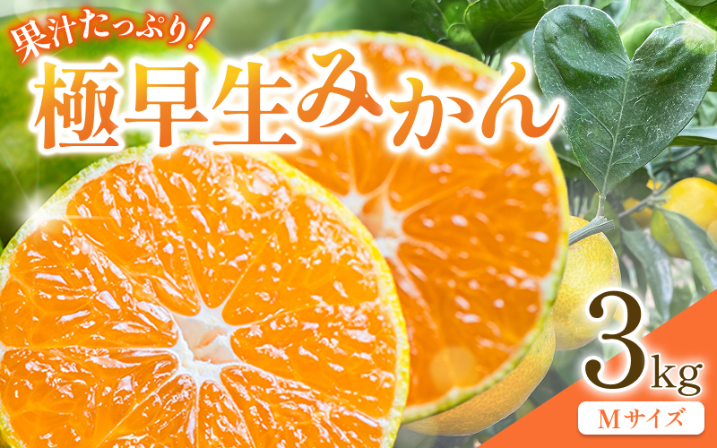 先行予約 紀州田辺産 果汁たっぷりの極早生みかん3kg（Mサイズ） ※9月中旬に順次発送予定【期間限定・8/31まで】 / 和歌山県 ミカン 期間限定 秋 柑橘  フルーツ 果物 紀州産【kjt016】