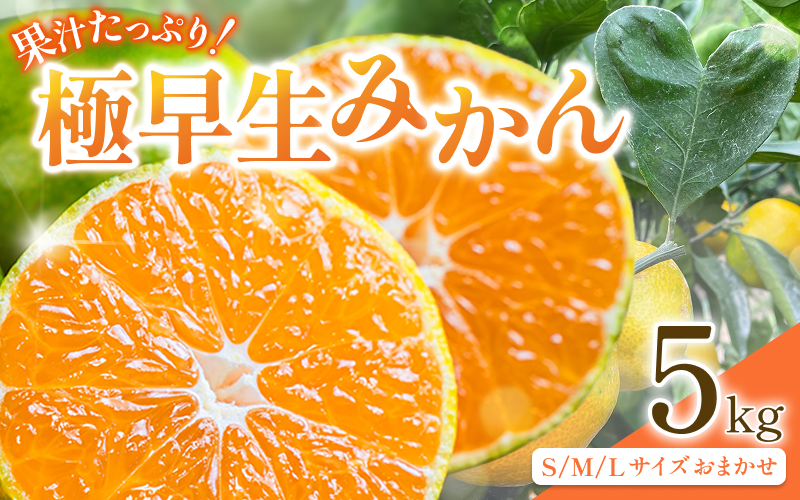 先行予約 紀州田辺産 果汁たっぷりの極早生みかん5kg（S/M/Lサイズおまかせ） ※9月中旬に順次発送予定【期間限定・8/31まで】 / 和歌山県 ミカン 期間限定 秋 柑橘  フルーツ 果物 紀州産【kjt017】