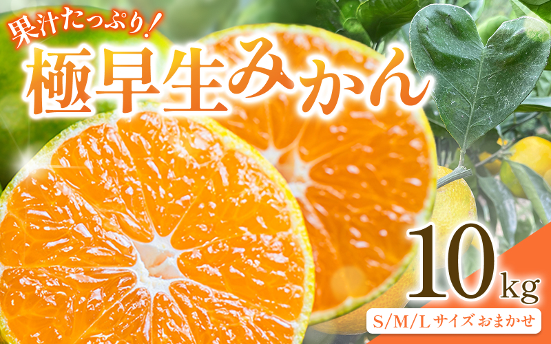 先行予約 紀州田辺産 果汁たっぷりの極早生みかん 10kg（S/M/Lサイズおまかせ） ※9月中旬に順次発送予定【期間限定・8/31まで】 / 和歌山県 ミカン 期間限定 秋 柑橘  フルーツ 果物 紀州産【kjt018】