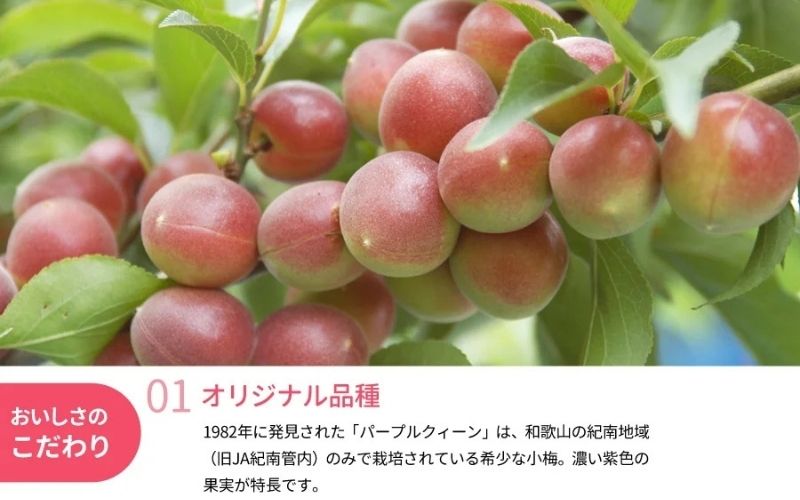 冷凍パープルクィーン 1.6kg（400g×4） / 紀州南高梅 南高梅 青梅 梅 ウメ うめしごと 紀州 梅酒 梅ジュース 梅シロップ 和歌山県 田辺市 【kng031】