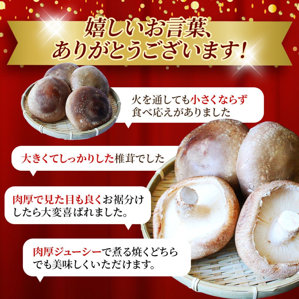 龍神マッシュの生しいたけ５袋セット / 肉厚 無農薬 菌床栽培 きのこ シイタケ 椎茸  和歌山県 田辺市【mas002】