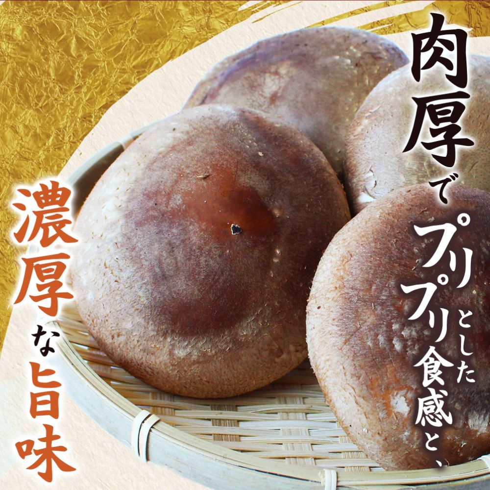 龍神マッシュの生しいたけ５袋セット / 肉厚 無農薬 菌床栽培 きのこ シイタケ 椎茸  和歌山県 田辺市【mas002】