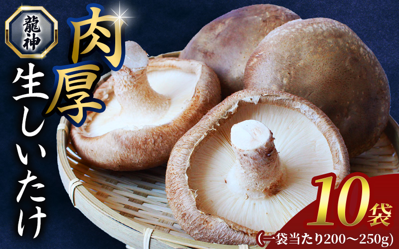 龍神マッシュの生しいたけ１０袋セット / 肉厚 無農薬 菌床栽培 きのこ シイタケ 椎茸  和歌山県 田辺市【mas003】