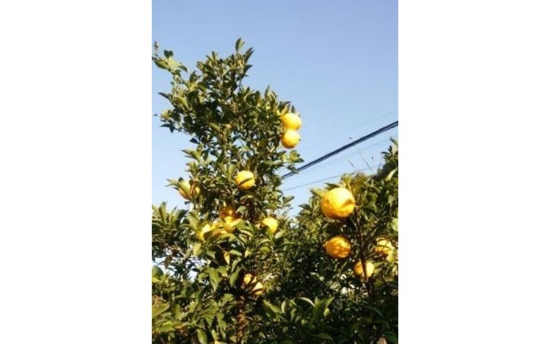 和歌山県の農家民泊 みかん狩り体験 1名様分  和歌山県田辺市 /  農家 民泊 旅行 宿泊  食事付き 旬食材 癒し 自然 田舎 体験 宿 和歌山 田辺市【mri002】