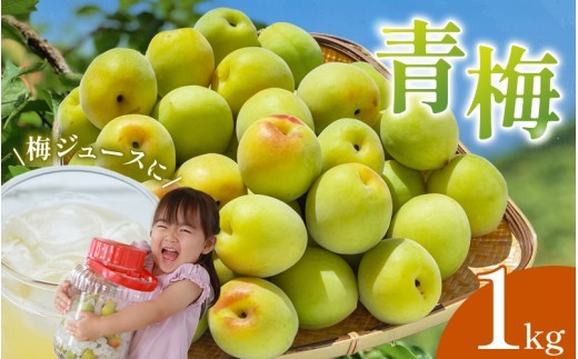 【期間限定・2026/4/30まで】 紀州南高梅　青梅 1kg ※2026年5月下旬～順次発送予定 / 6000円 6千円 田辺市 果物 果実 くだもの かじつ 梅 生梅 梅干し うめぼし 梅酒 梅ジュース 梅シロップ 手作り 自家製 新鮮 収穫日発送 【nak016-1】