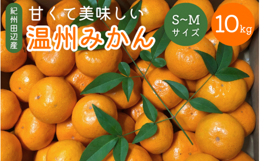 ＜先行予約＞ 紀州田辺産 甘くて美味しい温州みかん10kg（Ｓ～Ｍサイズ） ※11月中旬～12月下旬頃に順次発送予定【期間限定・12/10まで】 / 早生みかん 早生 ミカン 柑橘 フルーツ 果物 紀州産 和歌山県【kjt006-1】