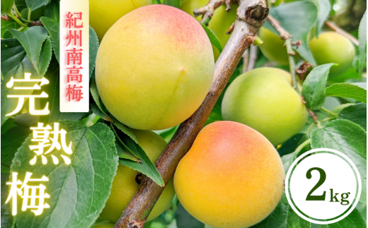 紀州南高梅 完熟梅 2kg(箱込み） ※2026年6月頃に順次発送予定【期間限定：2026年5月15日まで】 / 和歌山 田辺市 紀州南高梅 南高梅 梅干し 梅干 梅 うめ ウメ 青梅 梅シロップ 梅酒 【hnt012】