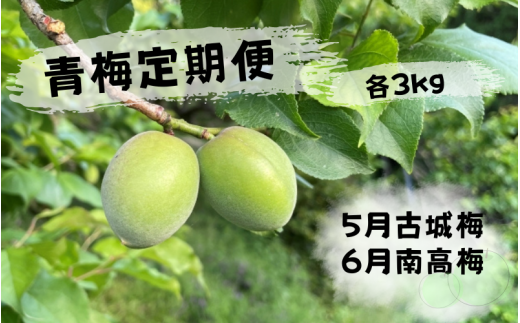 ＜先行予約＞【定期便】【期間限定・2025/4/30まで】中山農園「青梅」古城梅・南高梅各3kg / 紀州南高梅 梅シロップ 梅ジュース 梅酒 和歌山県 【nak039-tk】