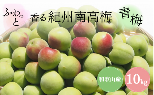 ふわっと香る紀州南高梅　青梅10kg ※2025年6月下旬～７月上旬頃に順次発送予定【期間限定：2025年5月31日まで】 / 和歌山 田辺市 紀州南高梅 南高梅 梅干し 梅干 梅 うめ 青梅 梅シロップ 梅酒 【nok003】