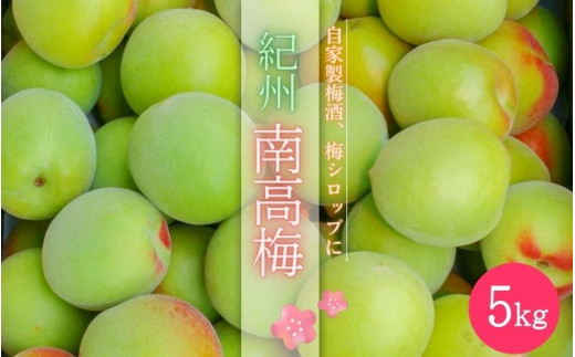 紀州南高梅（青梅）5Kg(箱込み） ※2026年6月頃に順次発送予定【受付期間：2026年5月15日まで】 / 和歌山 田辺市 紀州南高梅 南高梅 梅干し 梅干 梅 うめ  青梅 梅シロップ 梅酒 【hnt004】