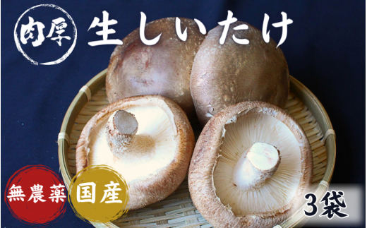 龍神マッシュの生しいたけ３袋セット / 肉厚 無農薬 菌床栽培 きのこ シイタケ 椎茸  和歌山県 田辺市【mas001】